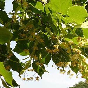 Tei cu frunza mare 1.00-1.20 m