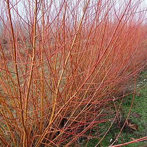 Salcie energetica 50-70 cm