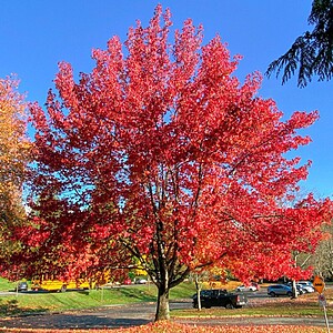 Artar rosu 80-100 cm