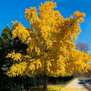 Ginkgo biloba 30-40 cm