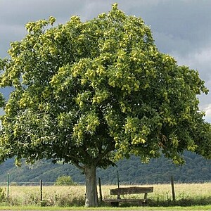 Castan comestibil 70-80 cm