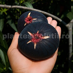 Smochin Brogiotto Nero pe rod (radacina nuda)