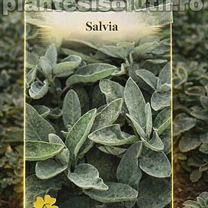 Salvia - Salvie, 0.4g