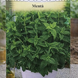 Menta