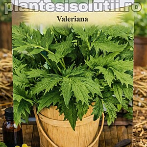 Valeriană