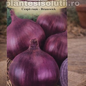 Ceapă roşie - Brunswick 1.5 gr