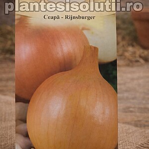 Ceapă - Rijnsburger 1,5 gr