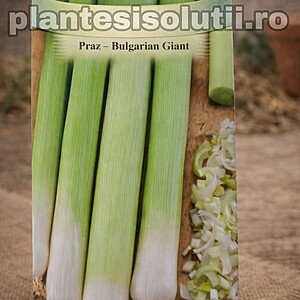 Praz -Bulgarian Giant