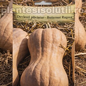 Dovlecel placintar-Butternut Rugosa