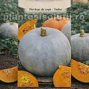 Dovleac de copt - Tudor 4sem