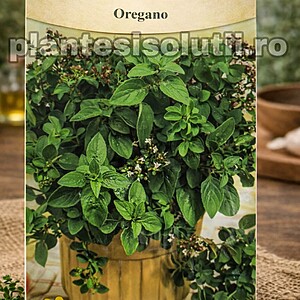 Oregano