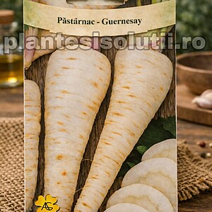 Păstârnac - Guernesay