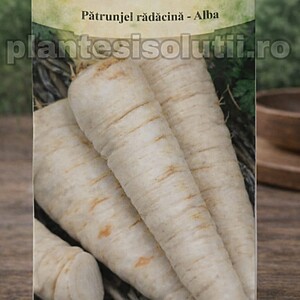 Pătrunjel rădăcină -Alba