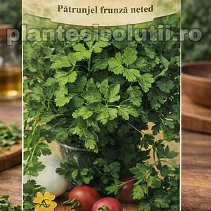 Pătrunjel frunză neted, 4g