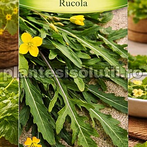 Rucola