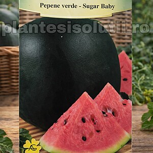 Pepene verde - Sugar Baby