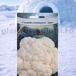 Conopidă semitimpurie - Igloo
