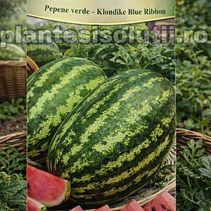 Pepene verde - Klondike Blue Ribbon