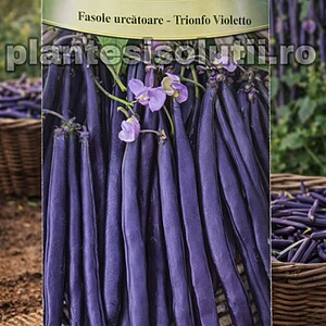 Fasole fideluta urcătoare -Trionfo Violetto