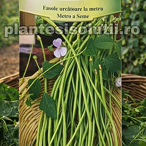 Fasole urcătoare la metru - Metro a Seme