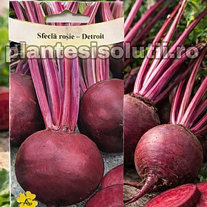 Sfeclă roşie - Detroit
