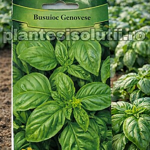 Busuioc Genovese Verde