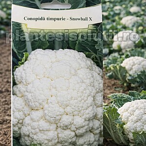 Conopidă timpurie - Snowball X