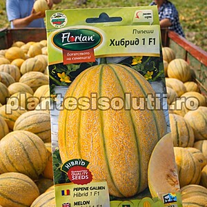 Seminte de pepene galben feliat Hibrid 1 F1, 1 gram