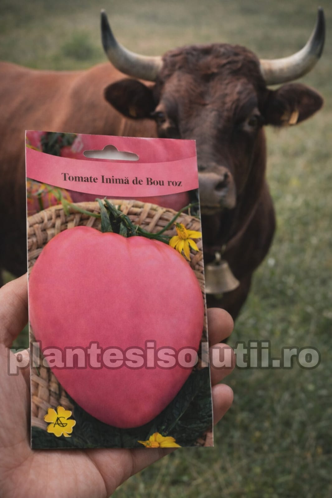 WhatsApp Image 2025-12-23 at 19.08.50 (3)