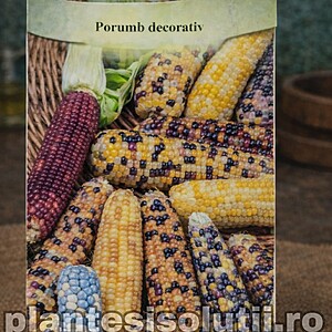 Porumb decorativ