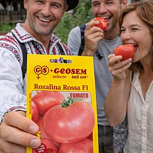 Rozalina Rossa F1 Roz, 250 seminte