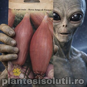 Ceapă roşie - Rossa lunga di Firenze