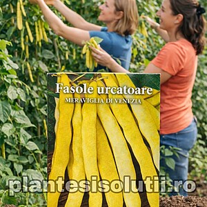 Seminte fasole urcatoare, lata, galbena Meraviglia Di Venezia, 250g