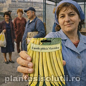 Fasole fideluta galbena pitică - Maxidor 500 gr