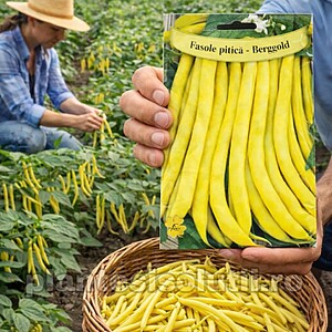 Fasole fideluta galbena Oloaga Bergold, 150g