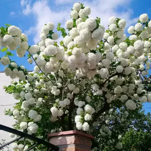 Bulgaras De Zapada, CALIN (viburnum opulus roseum) ghiveci 5 litri, inaltime 1m