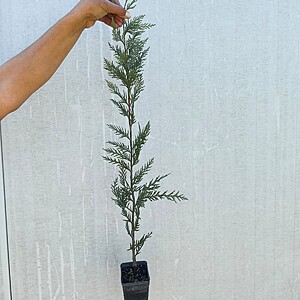 Chiparos leylandi 60-80 cm