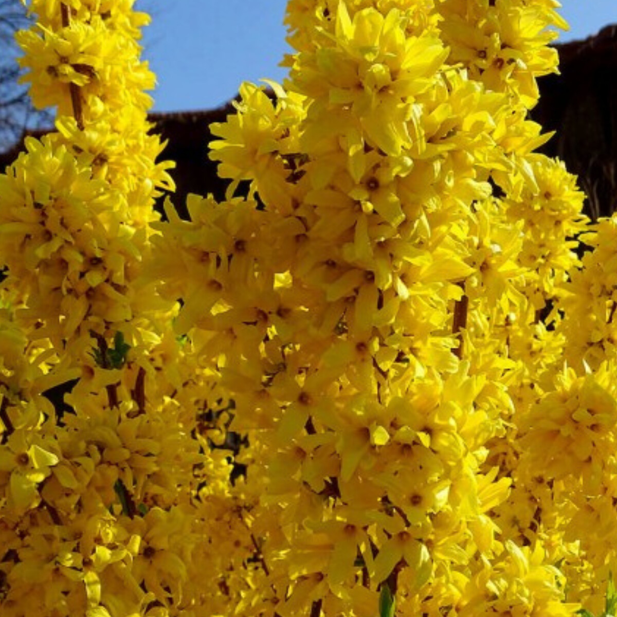 forsythia-denumita-ca-fiind-ploaia-de-aur-798876