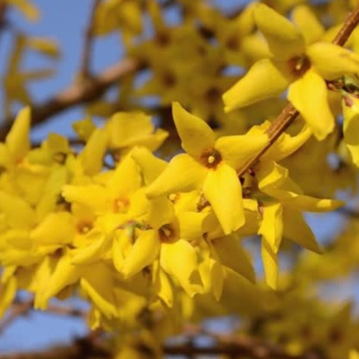 forsythia-denumita-ca-fiind-ploaia-de-aur-886475