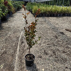 Lagerstroemia rosie (Liliac indian) ghiveci 3 litri / inaltime 50-70 cm