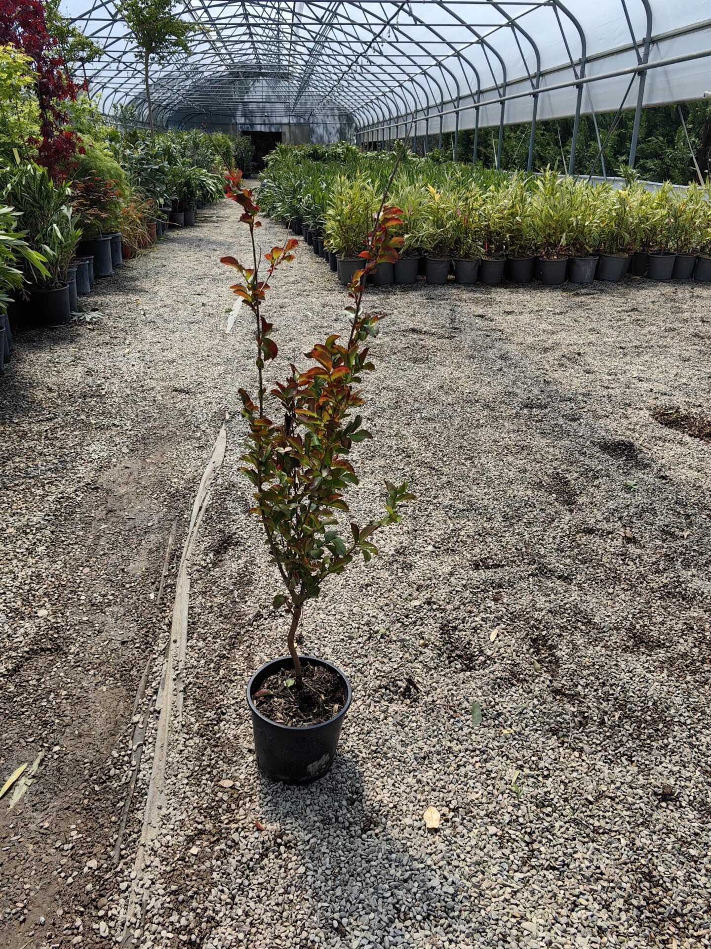 lagerstroemia-rosu-70-lei-scaled