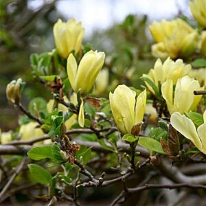 Magnolia Galbena