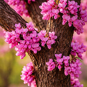 Arborele lui Iuda 40-60cm