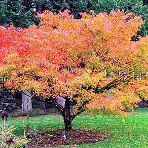 Arțar japonez (Acer palmatum), 60-80cm