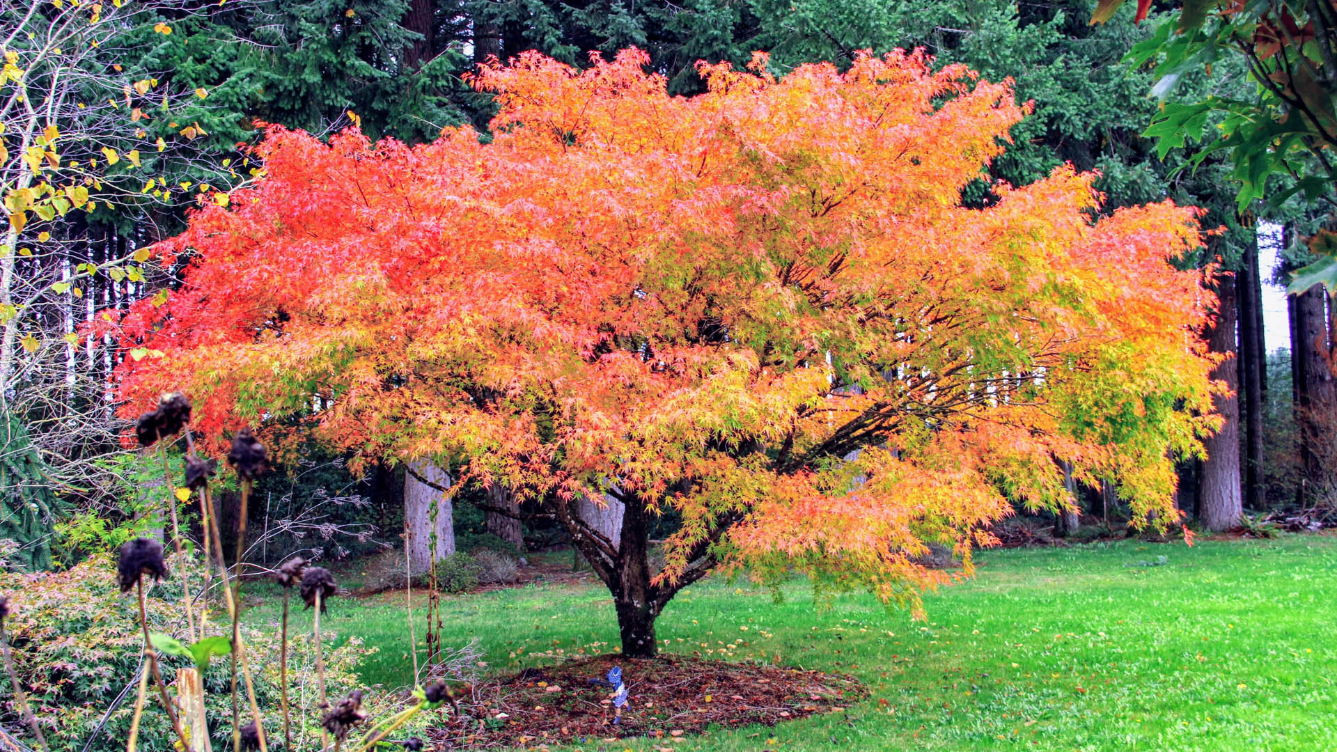 Acer-palmatum-Ara-kawa