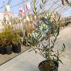 Maslin 60-70 cm, ghiveci 3 litri