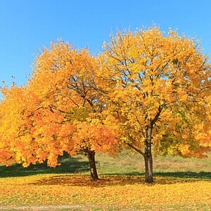 Artar de câmp 60-80 cm