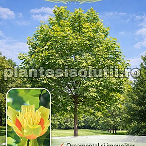 Arborele de Lalea - Liriodendron Tulipifera, 120cm-150cm