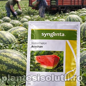 Seminte pepene verde Arashan F1 - 1000 semințe