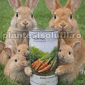 Seminte Morcovi Royal Chantena, 100g